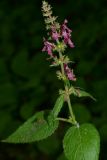 Stachys sylvatica. Соцветие с цветками и плодами. Краснодарский край, Лазаревский р-н, мкр-н Дагомыс, гора Успенка, 110 м н.у.м., лес. 12.06.2022.