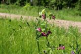 Lathyrus pisiformis