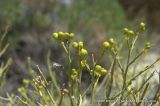 Thamnosma montana. Верхушка плодоносящего растения. Северная Америка, Мексика, полуостров Баха Калифорния, Гваделупе. 21.04.2010.