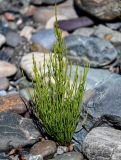 Equisetum arvense