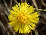 Tussilago farfara