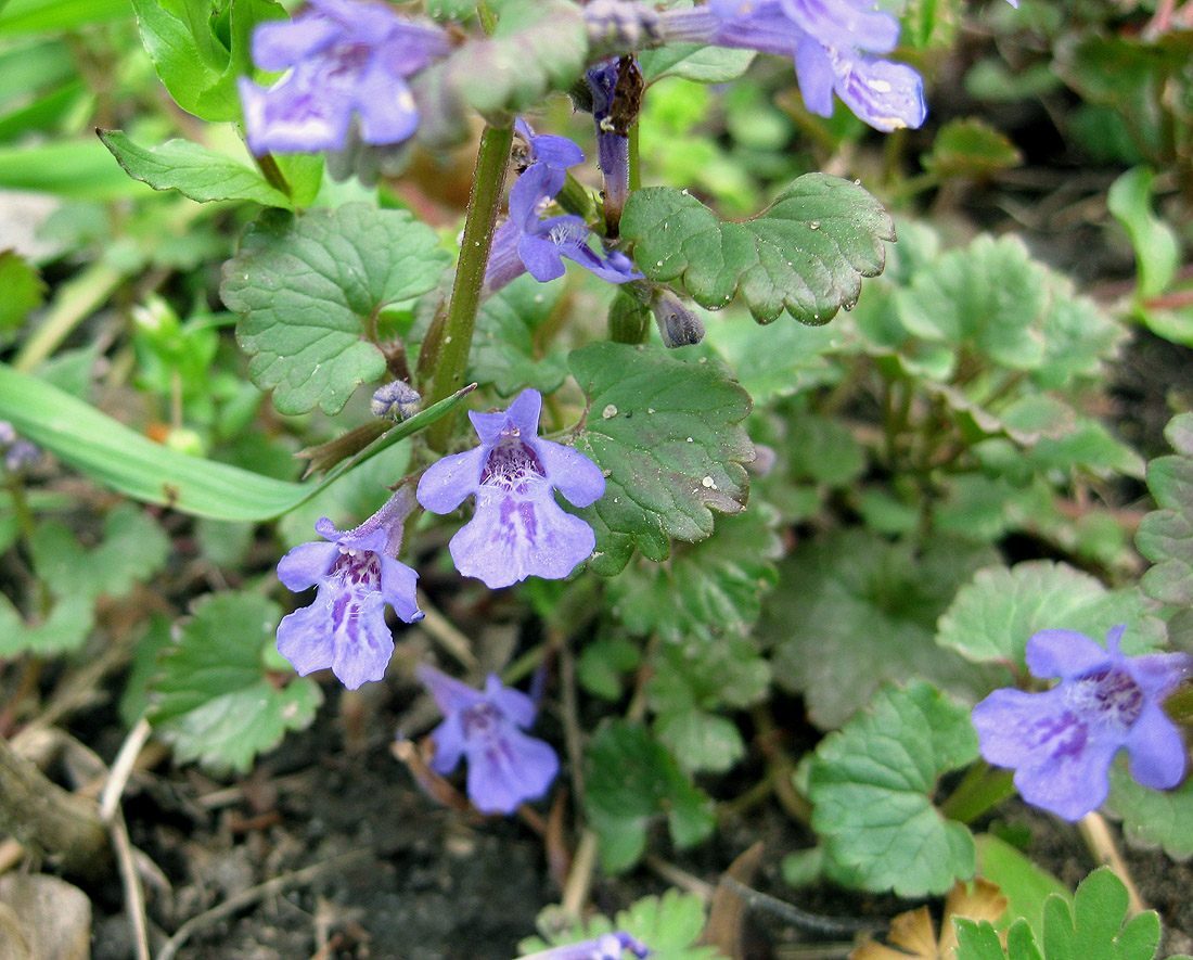 Изображение особи Glechoma hederacea.