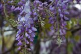 Wisteria sinensis