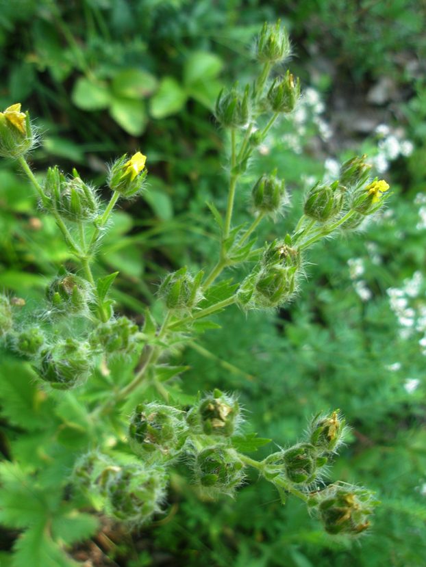 Изображение особи Potentilla recta ssp. pilosa.