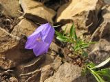 Campanula kladniana