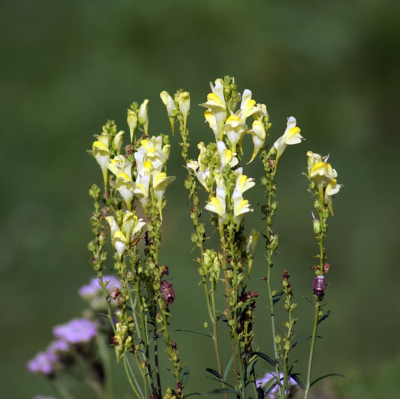 Изображение особи Linaria vulgaris.