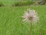 Pulsatilla bohemica