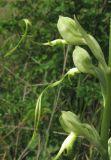 Himantoglossum caprinum