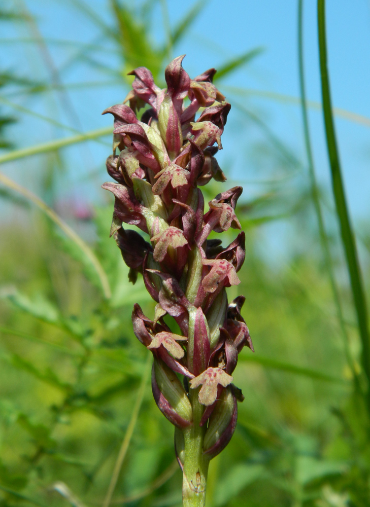 Изображение особи Anacamptis coriophora.