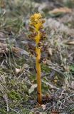 Orobanche laxissima