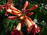 Campsis radicans. Соцветие. Испания, автономное сообщество Андалусия, провинция Гранада, комарка Вега-де-Гранада, г. Гранада, Альгамбра. 13.07.2012.