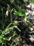 Cerastium holosteoides. Верхушка побега с бутонами, цветком и плодом. Крым, Южный склон Демерджи. 7 июня 2013 г.