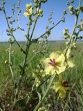 Verbascum marschallianum. Часть соцветий. Краснодарский край, Кущёвский р-н, станица Шкуринская, остепнённый склон. 20.06.2009.