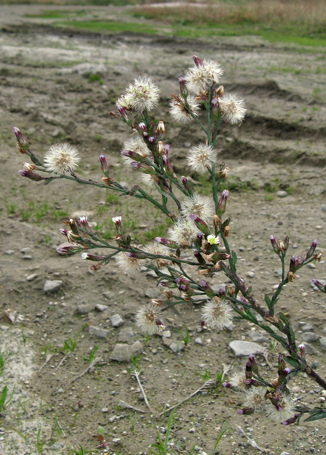 Изображение особи Symphyotrichum subulatum var. squamatum.