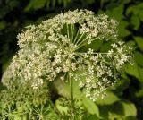 Angelica cincta