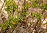 Chamaecytisus graniticus