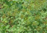 Spiraea trilobata