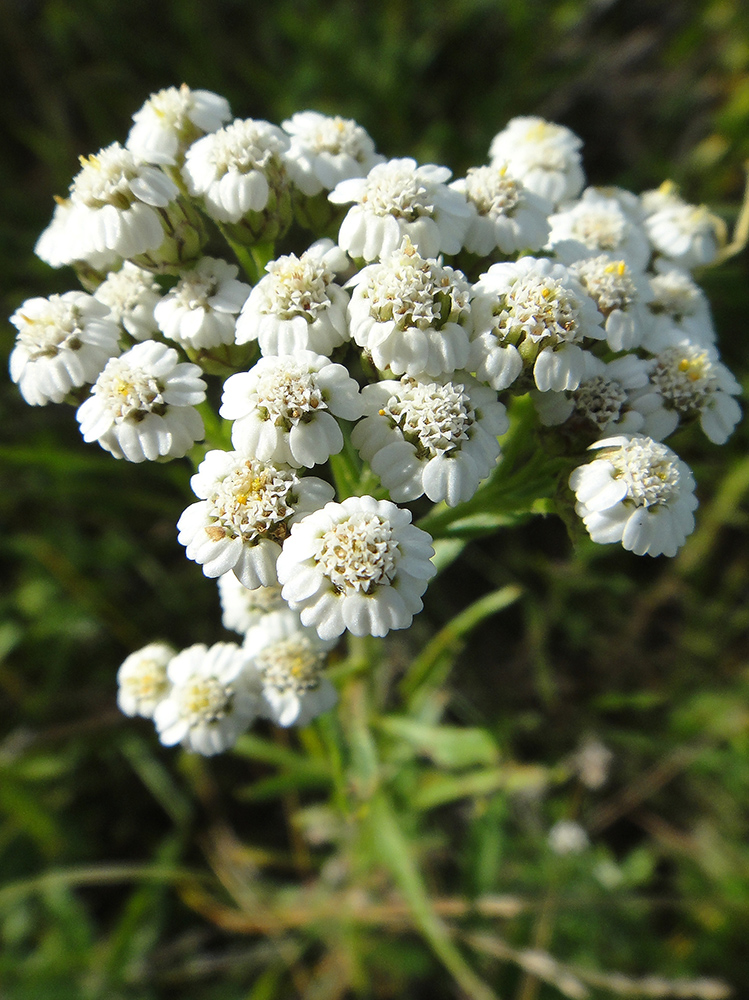 Изображение особи Achillea acuminata.