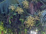 Mangifera indica . Ветви с соцветиями и незрелыми плодами. Андаманские острова, остров Хейвлок, в культуре. 31.12.2014.