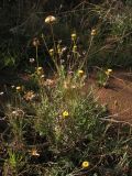 Phagnalon saxatile. Цветущее и плодоносящее растение. Испания, Андалусия, провинция Альмерия, природный парк Cabo de Gata. 20 декабря 2009 г.
