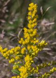 Solidago canadensis