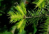 Abies holophylla