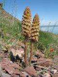 Orobanche spectabilis. Цветущее растение, паразитирующее на Ferula varia. Казахстан, Жамбылская обл., Таласский р-н, сев. берег оз. Акколь. 16 апреля 2016 г.