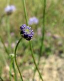 Jasione montana