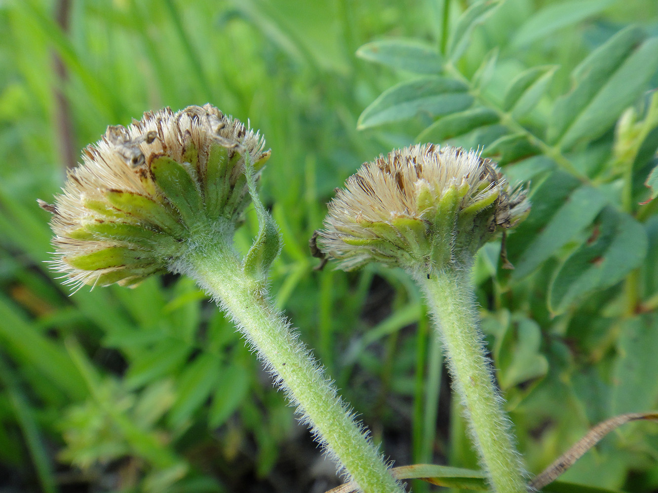 Изображение особи Aster serpentimontanus.