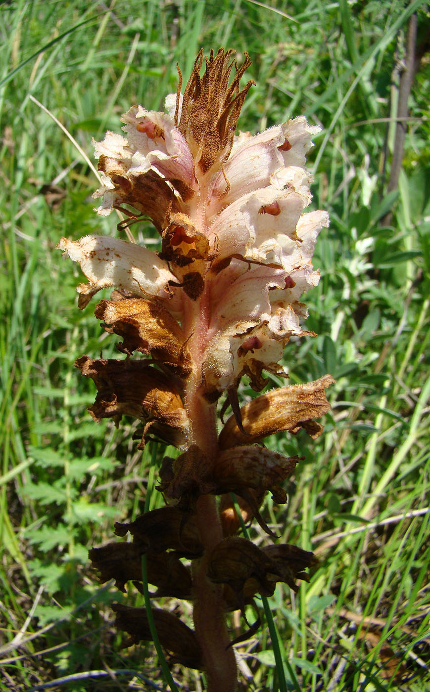 Изображение особи Orobanche alba.