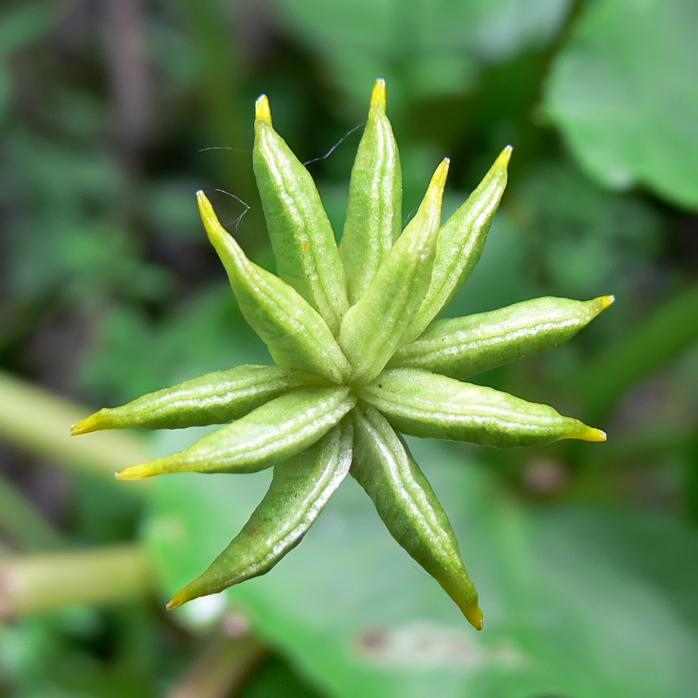 Изображение особи Caltha palustris.