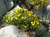 Potentilla fragiformis. Цветущее растение на скале. Магаданская обл., Ольский р-н, Ольское побережье, приморские скалы в окр. устья руч. Колчаковский. 21.06.2015.