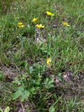 Ranunculus japonicus