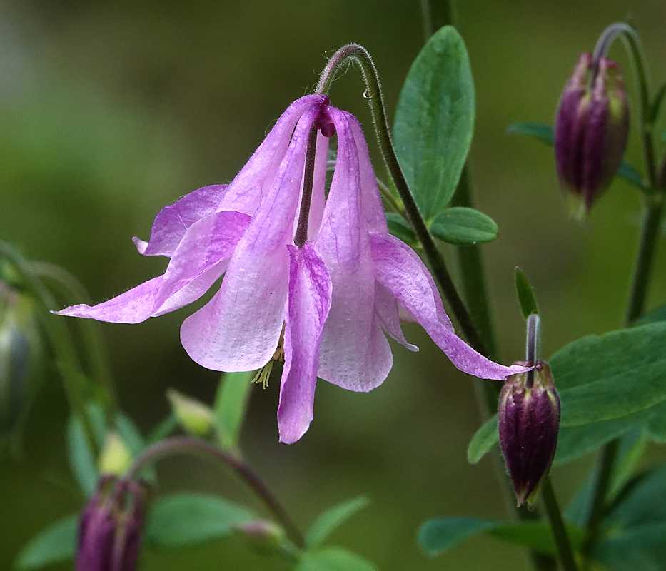 Изображение особи Aquilegia vulgaris.