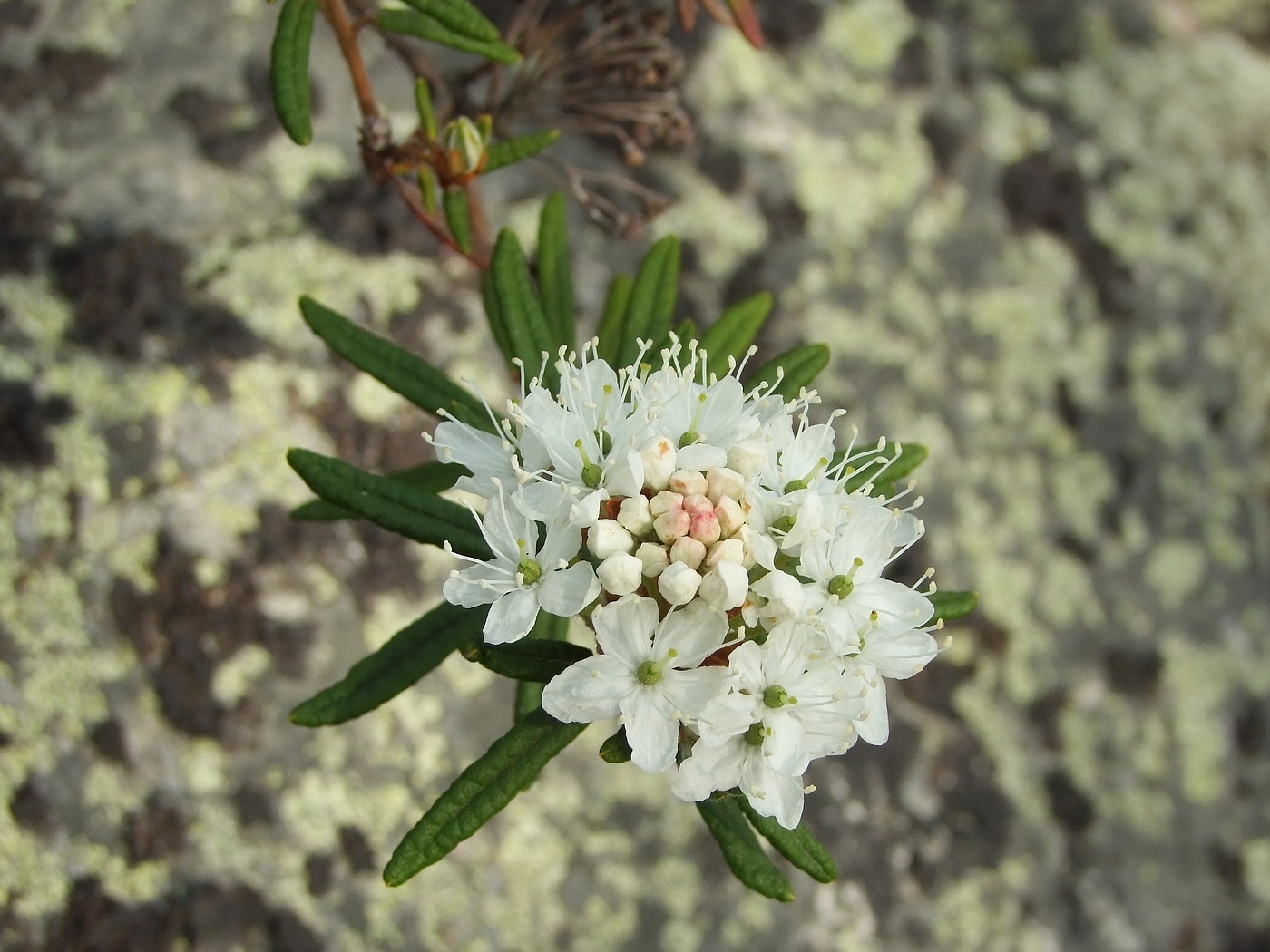 Изображение особи Ledum decumbens.