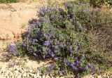 Vicia villosa