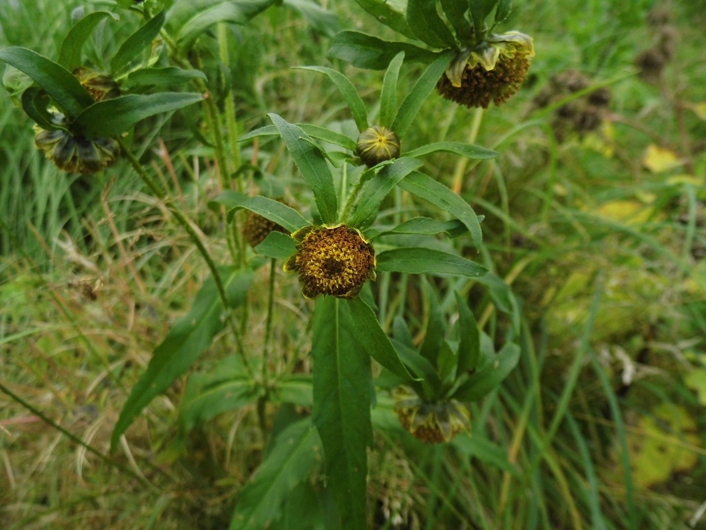 Изображение особи Bidens cernua.