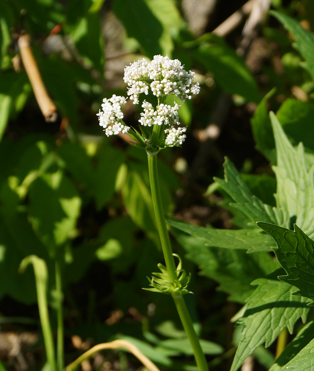 Изображение особи род Valeriana.