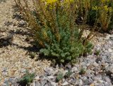 Sedum reflexum