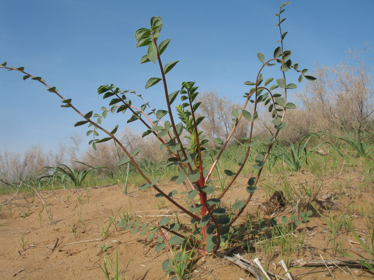 Изображение особи Astragalus leiophysa.