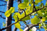 Populus deltoides