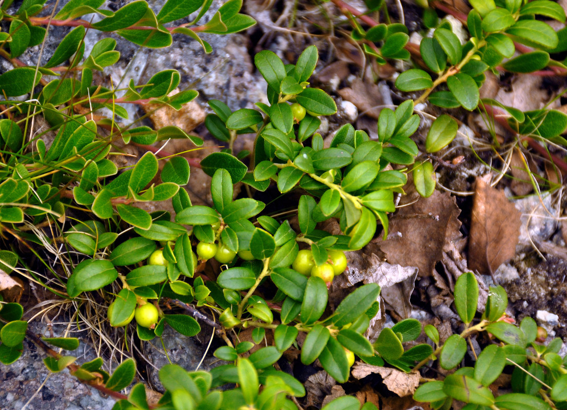 Image of Vaccinium vitis-idaea specimen.