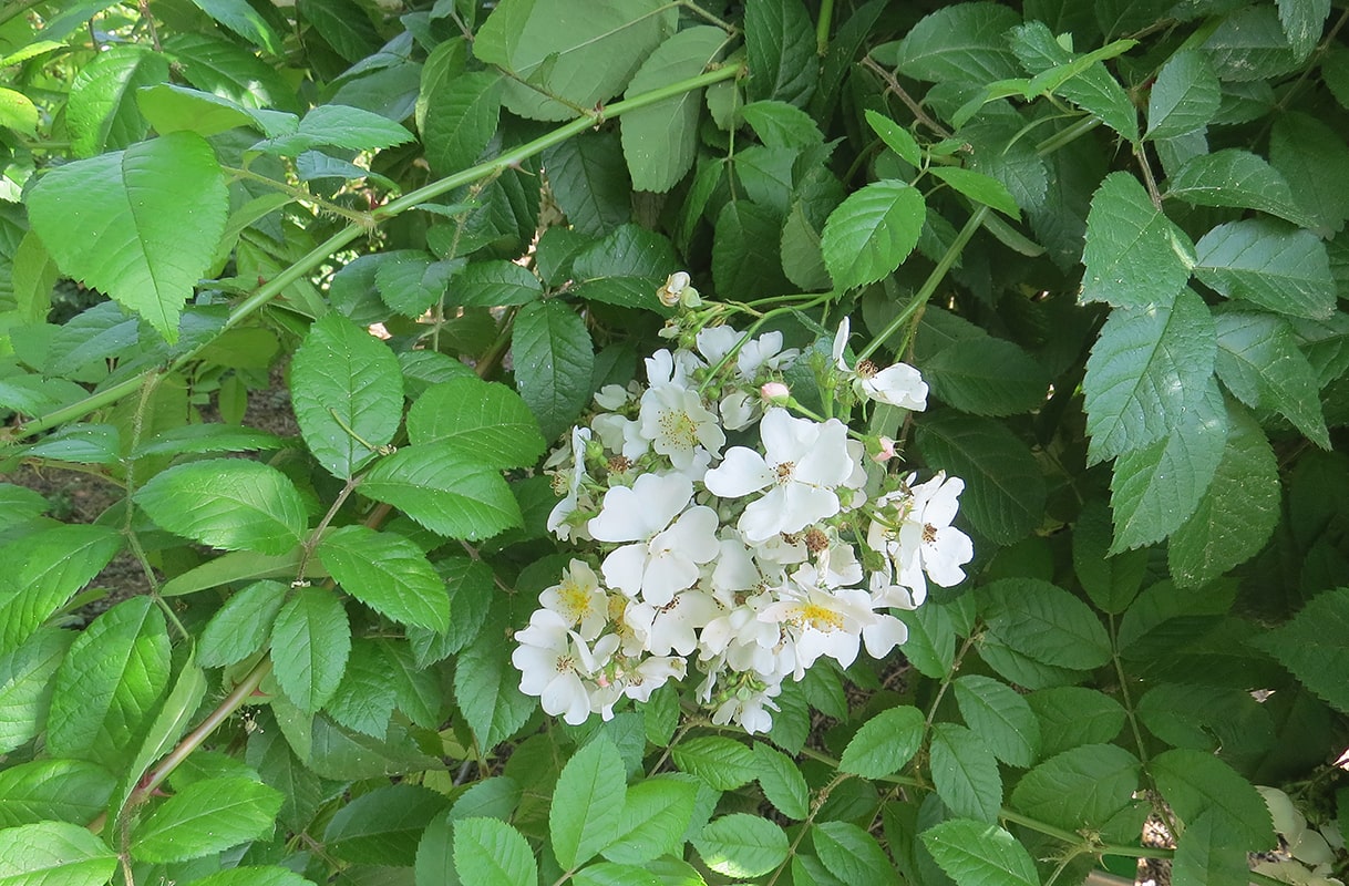 Изображение особи Rosa multiflora.