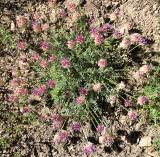 Astragalus pseudonobilis. Цветущее и плодоносящее растение (вид сверху). Узбекистан, г. Ташкент, пос. Улугбек, санитарно-защитная зона. 04.05.2019.