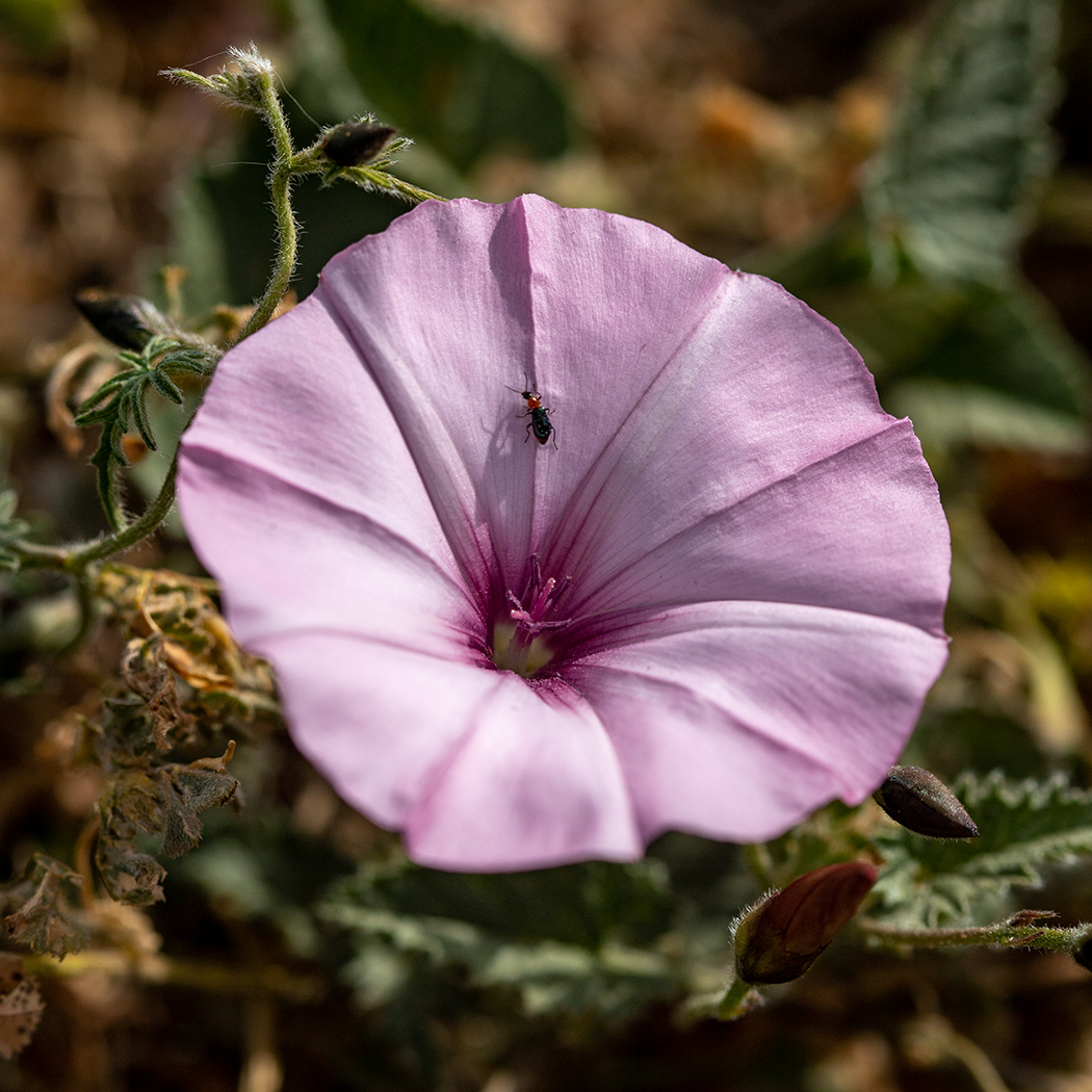 Изображение особи Convolvulus althaeoides.