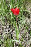 Tulipa affinis