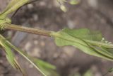 Valerianella dentata