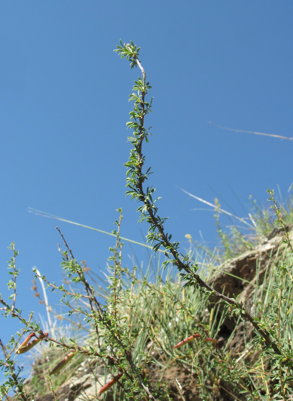 Изображение особи Caragana grandiflora.