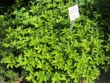 Pachysandra terminalis