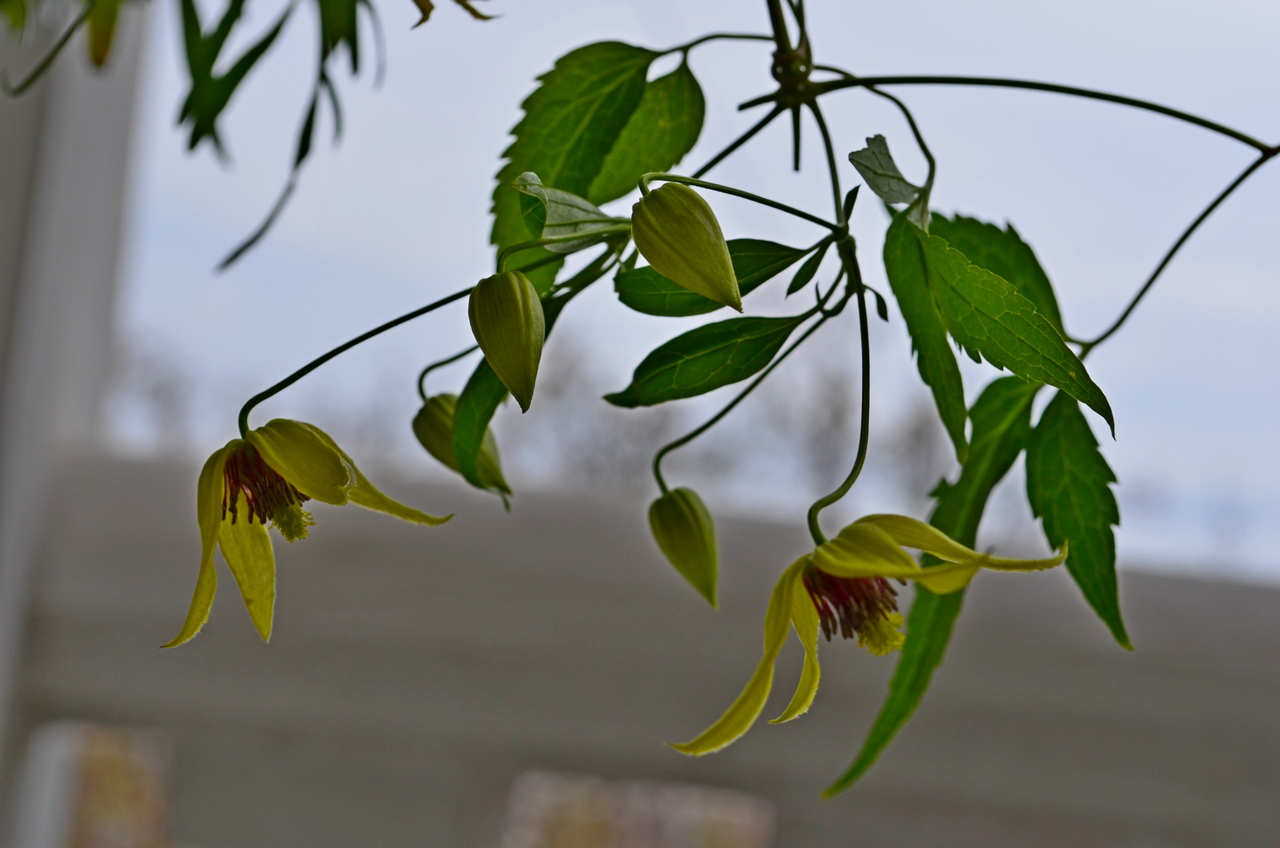 Изображение особи Clematis serratifolia.